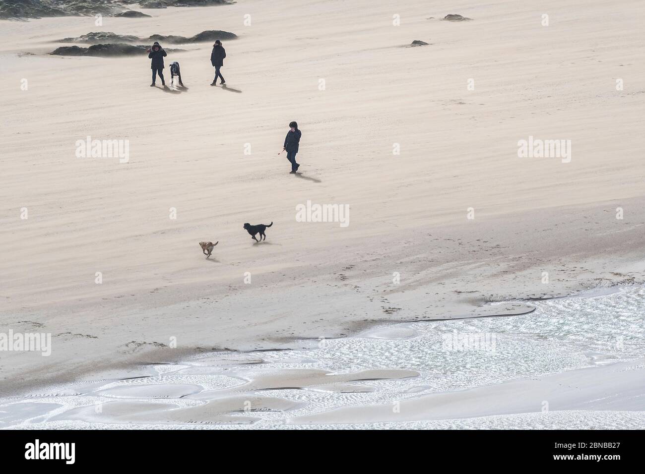 Marcheurs pour chiens sur la plage de Crantock à Newquay, à Cornwall. Banque D'Images