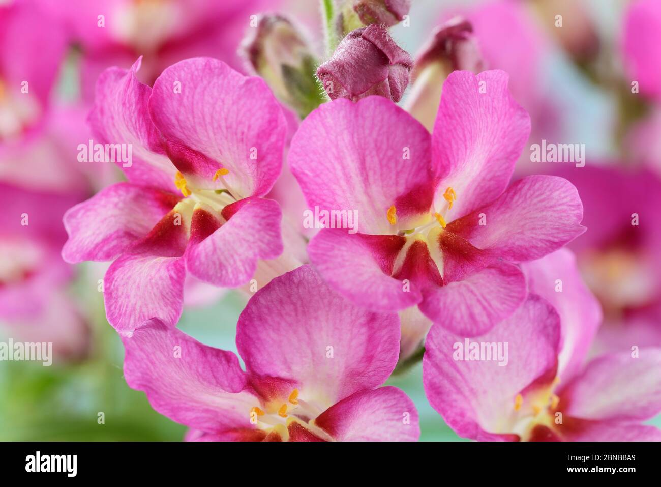 Antirrhinum Snapdragon forme fleurie ouverte de snapdragon juin Banque D'Images