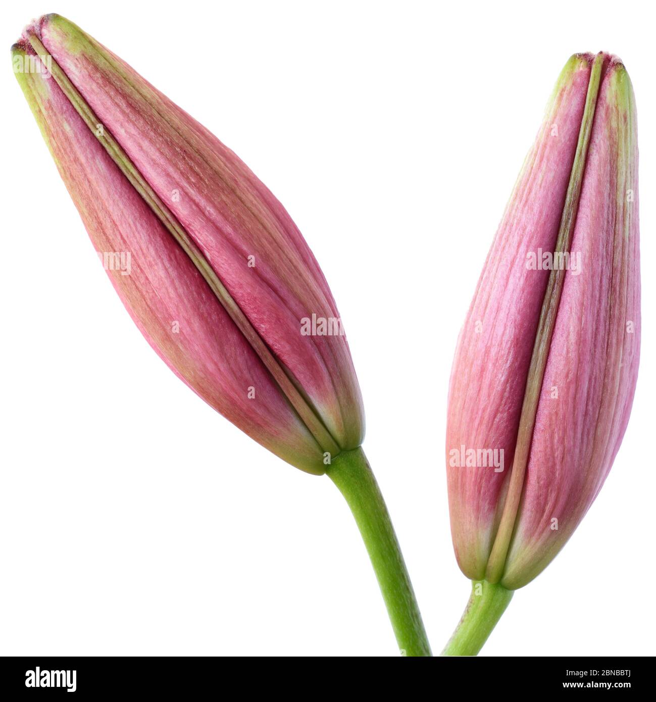 Lilium Asiatic Lily Flower Buds juin Banque D'Images