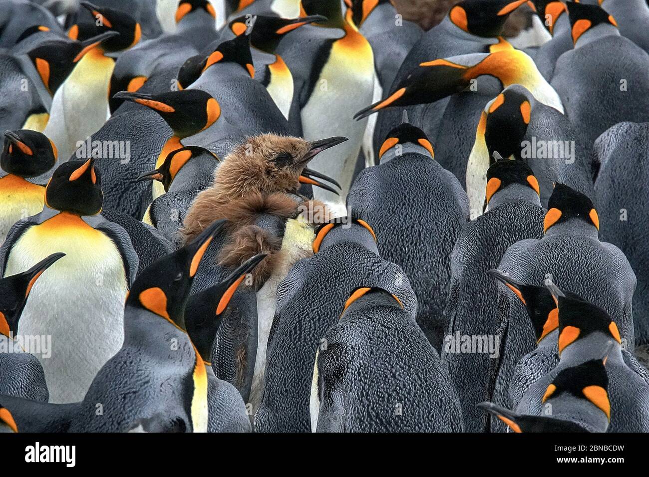 Pingouin royal (Aptenodytes patagonicus), colonie, Antarctique, plaines de Salisbury, crique de Cierva Banque D'Images