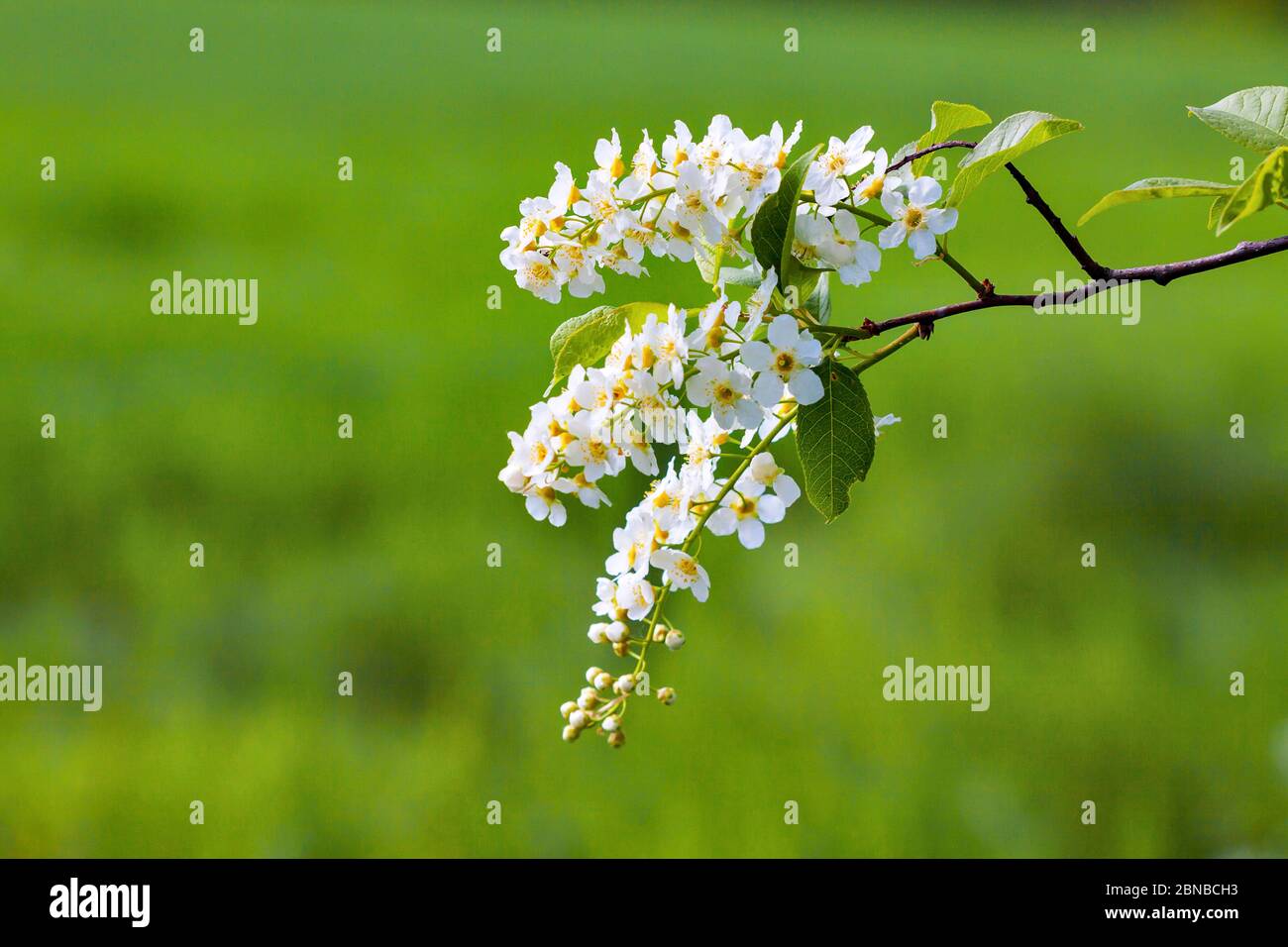 Cerisier d'Europe (Prunus pagus, Padis avium), branche florissante, Allemagne, Rhénanie-du-Nord-Westphalie Banque D'Images