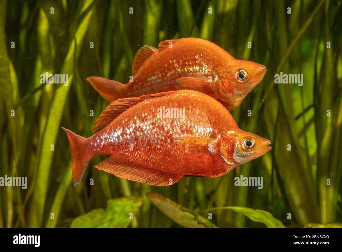Poisson-pluie rouge, poisson-pluie rouge saumon, Nouvelle-Guinée Irian-Raines rouges (Glosslepis incisus), à coloration nuptiale Banque D'Images