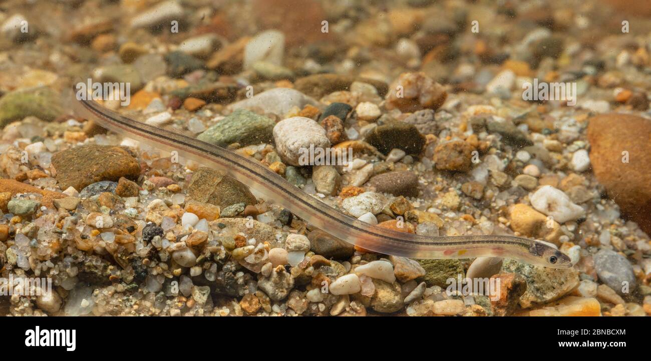 Anguille, anguille européenne, anguille de rivière (Anguilla anguilla), anguille de verre au fond Banque D'Images