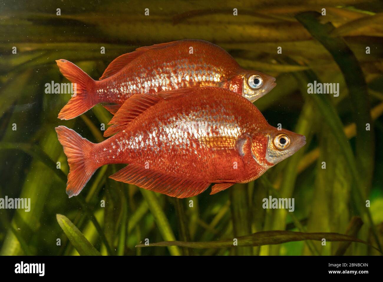 Poisson-pluie rouge, poisson-pluie rouge saumon, Nouvelle-Guinée Irian-Raines rouges (Glosslepis incisus), à coloration nuptiale Banque D'Images