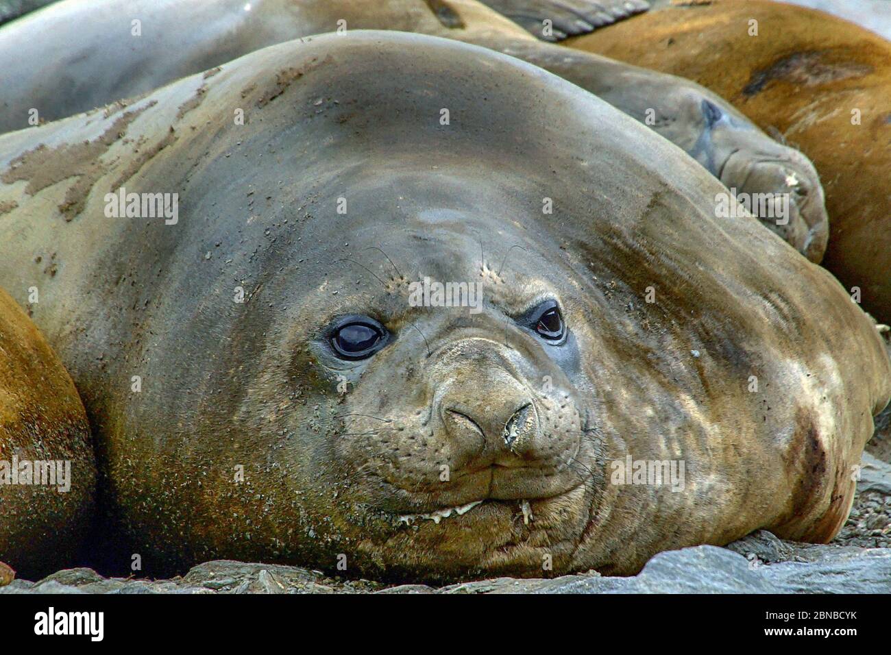 Phoque du Sud (Mirounga leonina), portrait, Antarctique, Suedgeorgien, baie de Fortuna Banque D'Images