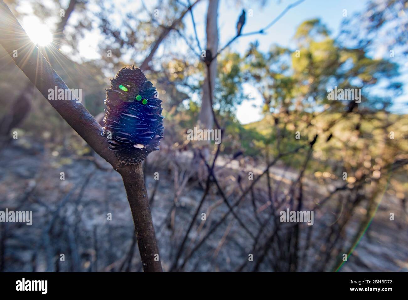Un cône de semence australien Banksia serrata a été ouvert par un incendie lors d'une récente combustion de réduction des risques à Sydney, en Australie Banque D'Images