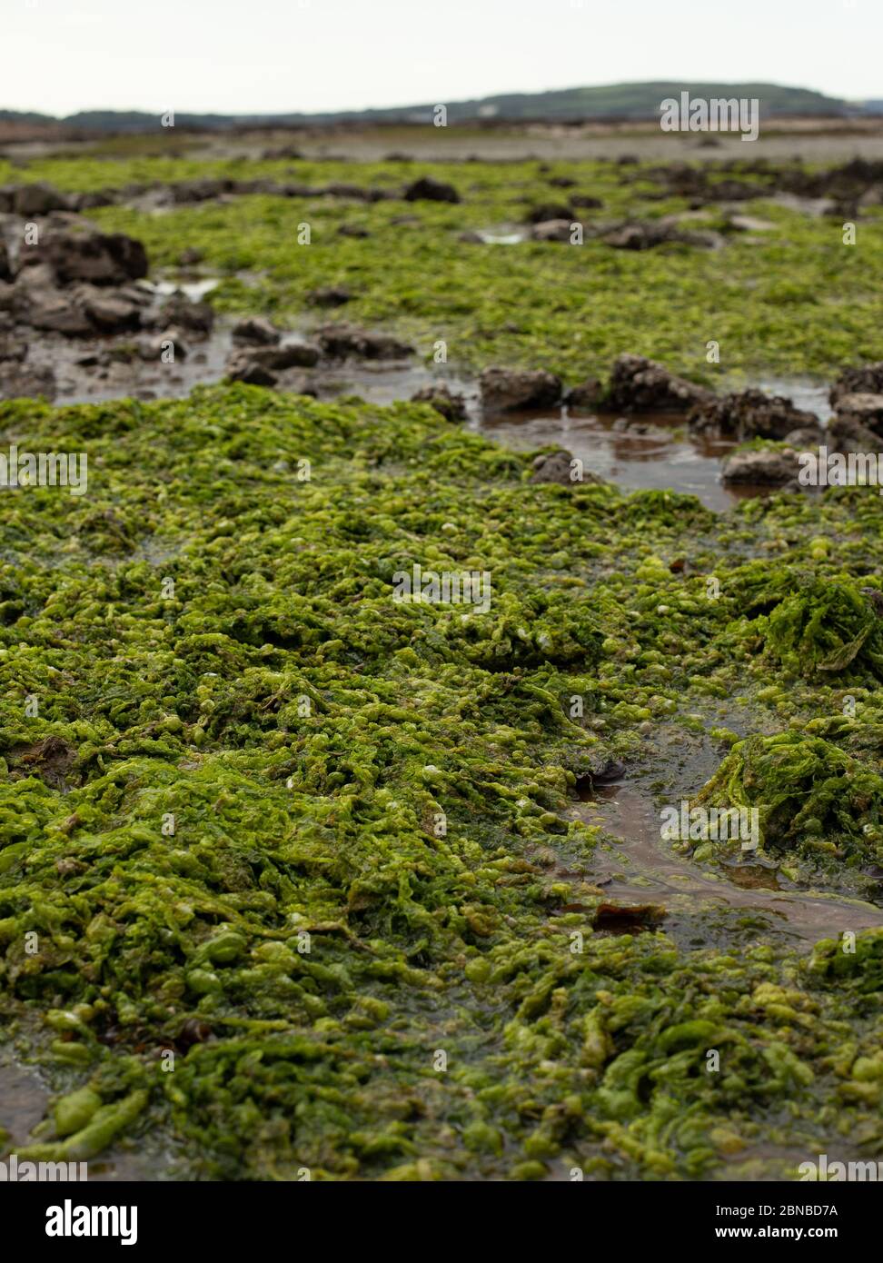 Croissance des algues à faible Tide Banque D'Images