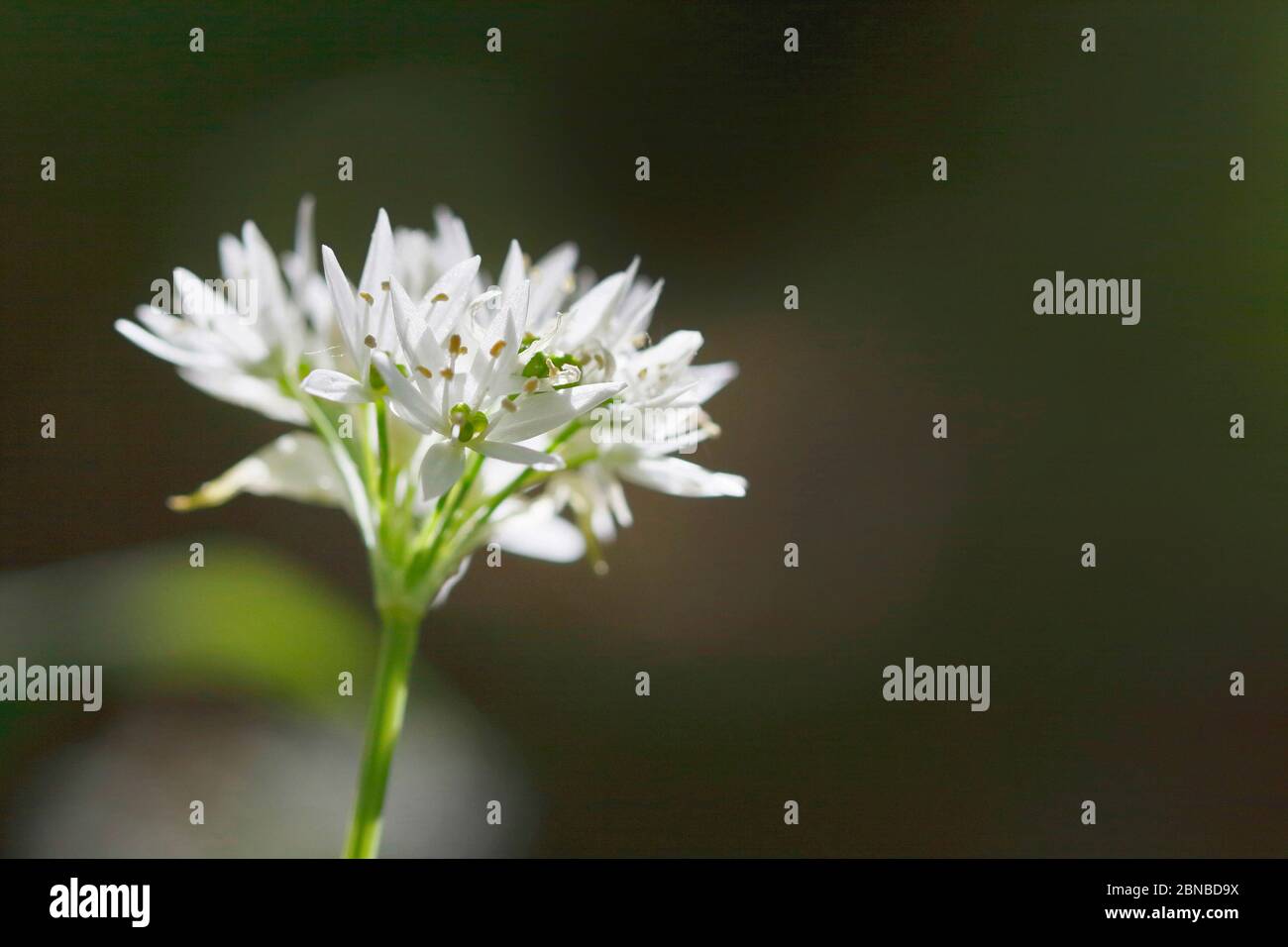 Ramon, sarrasins, ail sauvage, ail à feuilles larges, ail en bois, poireau d'ours, ail d'ours (Allium ursinum), inflorescence, Allemagne, Rhénanie-du-Nord-Westphalie Banque D'Images