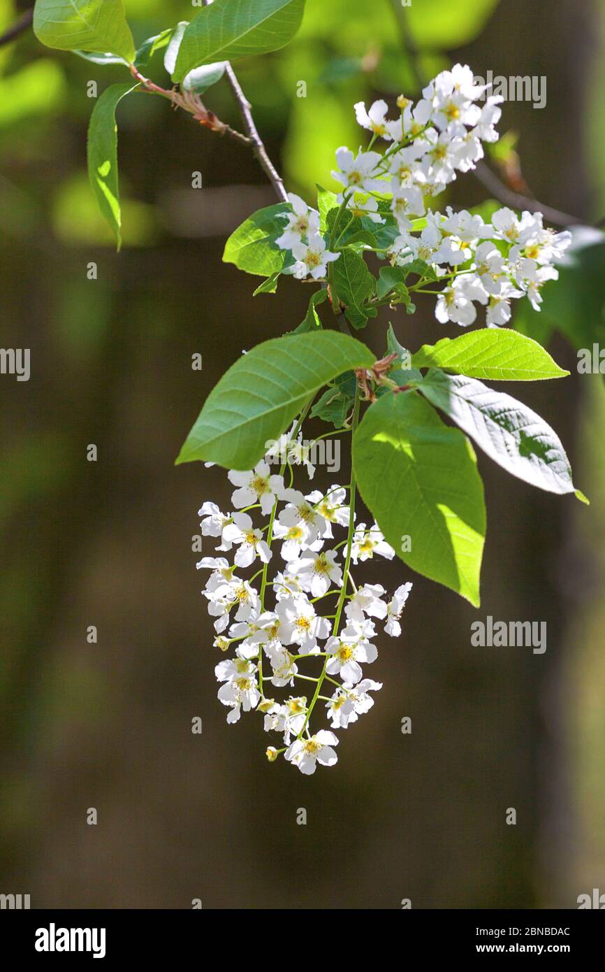 Cerisier d'Europe (Prunus pagus, Padis avium), branche florissante, Allemagne, Rhénanie-du-Nord-Westphalie Banque D'Images