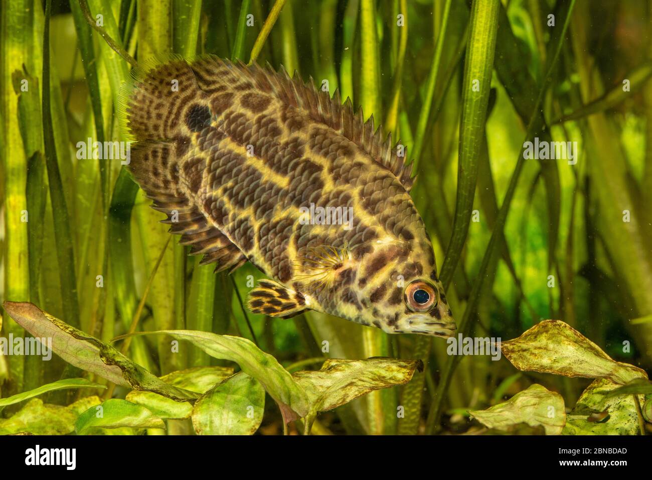 poisson léopard (Ctenopoma acutirostre), natation Banque D'Images