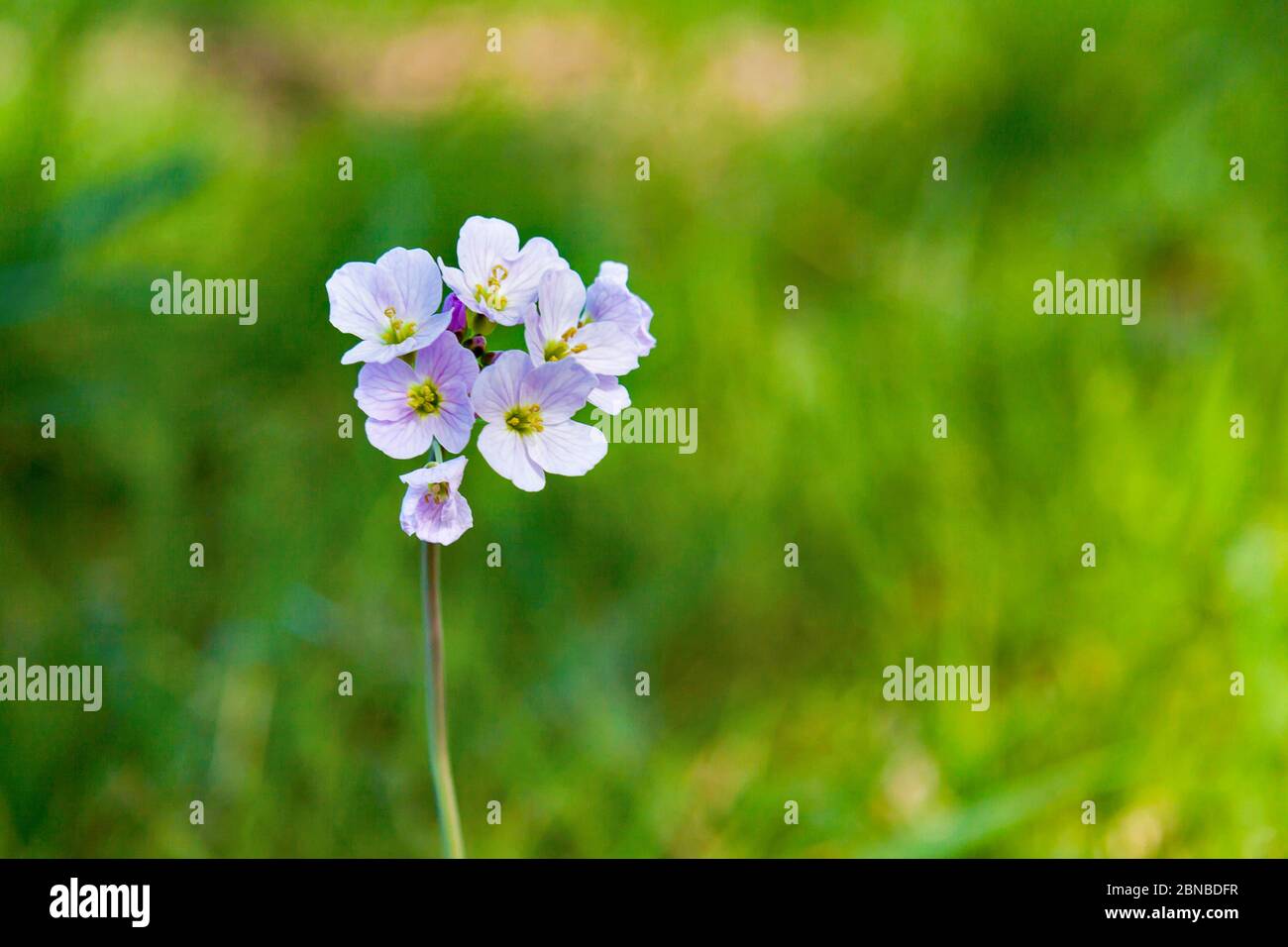 Tourbière rose, fleur de coucou, Smock de Lady, Milkmaid (Cardamine pratensis), inflorescence, Allemagne, Rhénanie-du-Nord-Westphalie Banque D'Images
