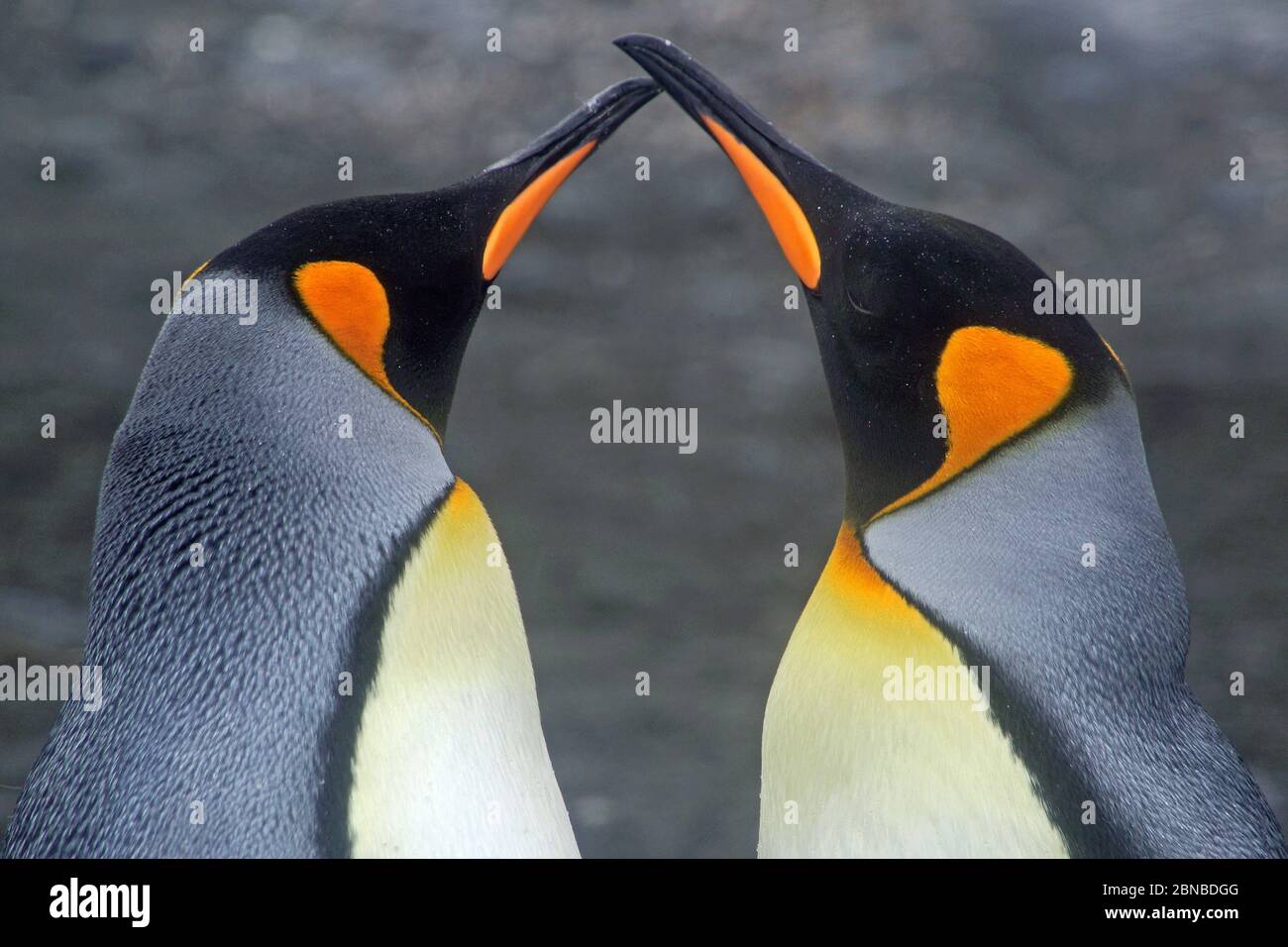 Manchot royal (Aptenodytes patagonicus), deux manchots, Antarctique, plaines de Salisbury, Cierva Cove Banque D'Images