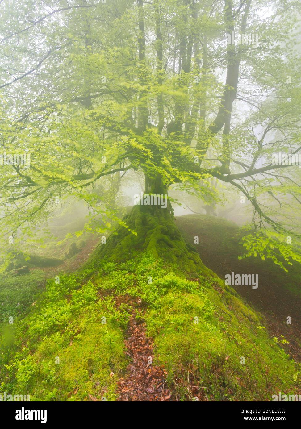 Orozko, Bizkaia/pays basque; 03 mai 2014. Une forêt de hêtre dans le brouillard. Parc naturel de Gorbeia. Banque D'Images