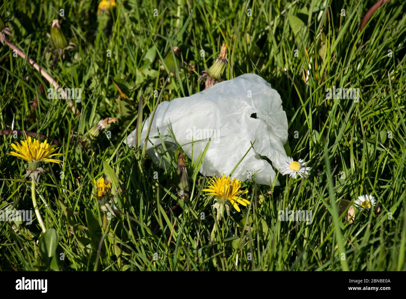 Sheffield UK – avril 15 2020 : gants en caoutchouc blanc abandonnés jetés au sol, les EPI protecteurs deviennent des litières pendant la pandémie du coronavirus Covid-19 Banque D'Images