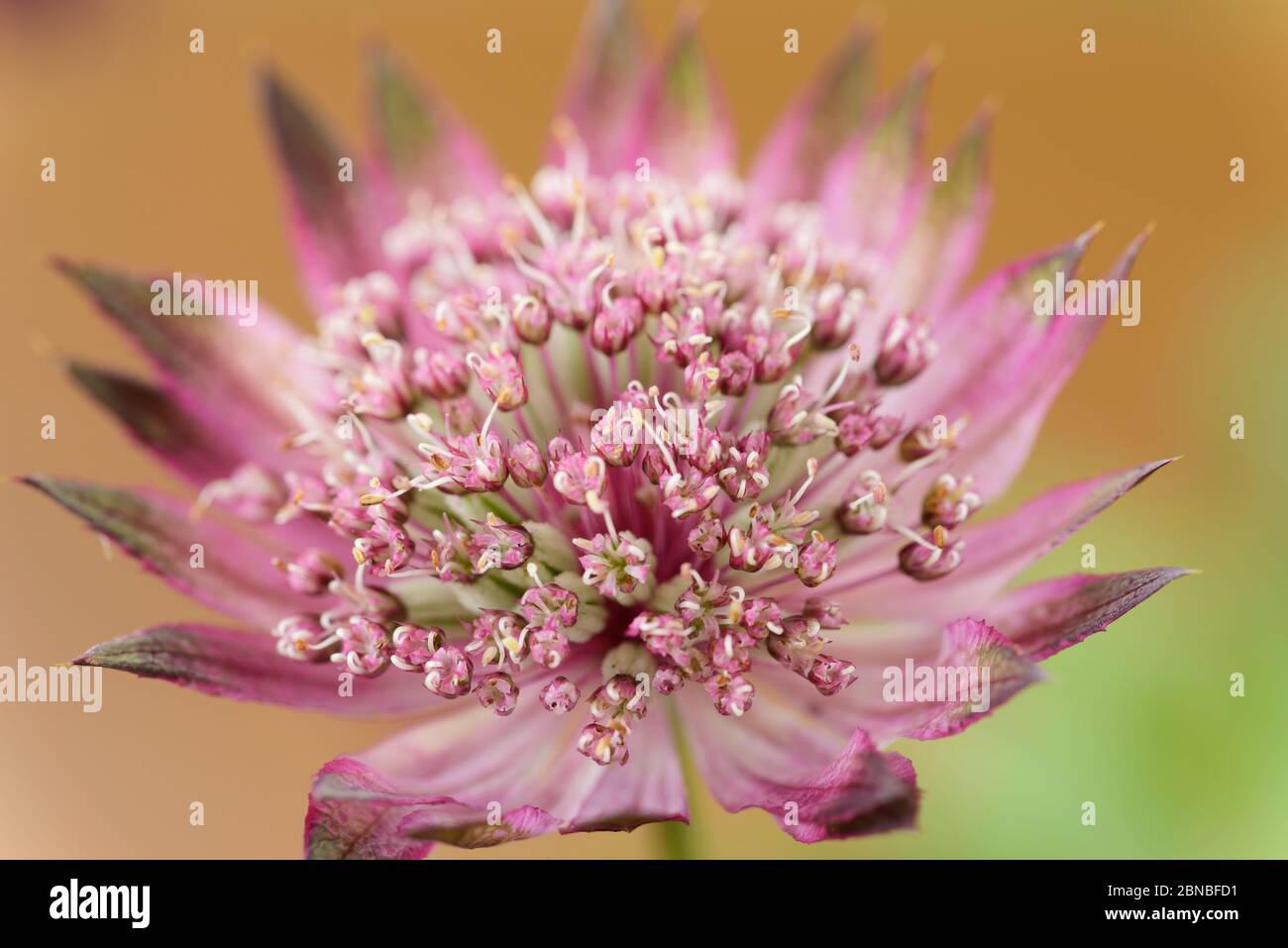 Astrantia Major plus grand mastermoort juillet Banque D'Images