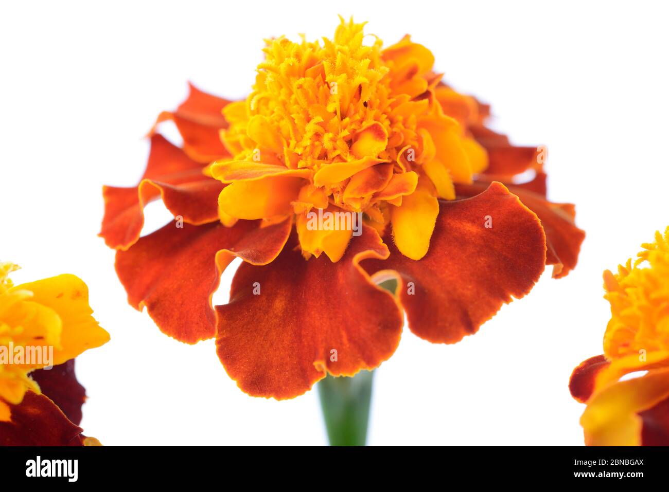 Tagetes patula Dwarf marigold Français image composite août Banque D'Images