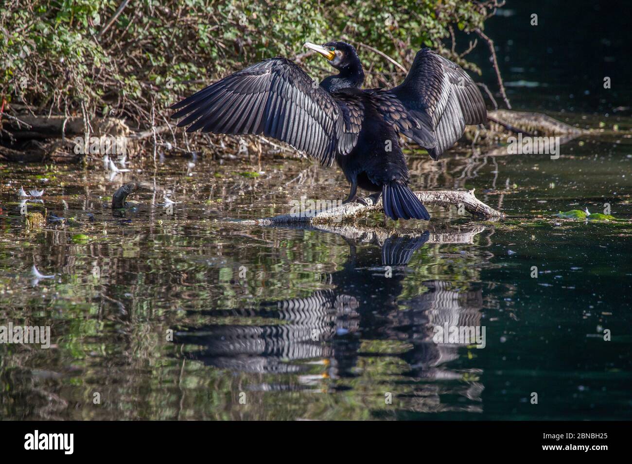 Cormorant. Phalacrocurax cabo (Phalacrocoracidae) séchage de ses ailes après la pêche dans le lac, Abington Park, Northampton, Angleterre, Royaume-Uni. Banque D'Images