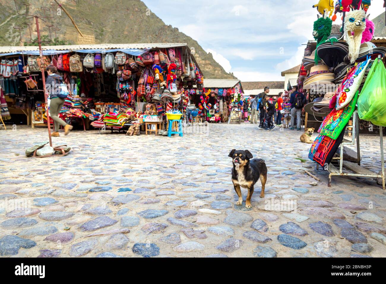 Chien sur le marché à Ollantaytambo, Pérou Banque D'Images