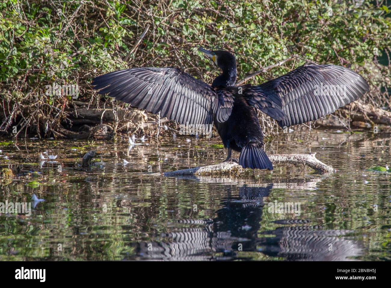 Cormorant. Phalacrocurax cabo (Phalacrocoracidae) séchage de ses ailes après la pêche dans le lac, Abington Park, Northampton, Angleterre, Royaume-Uni. Banque D'Images