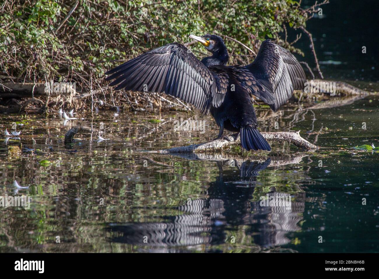 Cormorant. Phalacrocurax cabo (Phalacrocoracidae) séchage de ses ailes après la pêche dans le lac, Abington Park, Northampton, Angleterre, Royaume-Uni. Banque D'Images