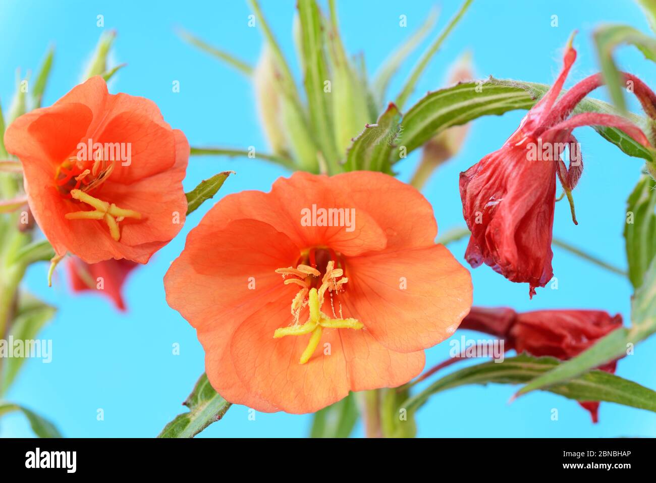 Oenothera versicolor primevent des fleurs et des fleurs mortes septembre Banque D'Images