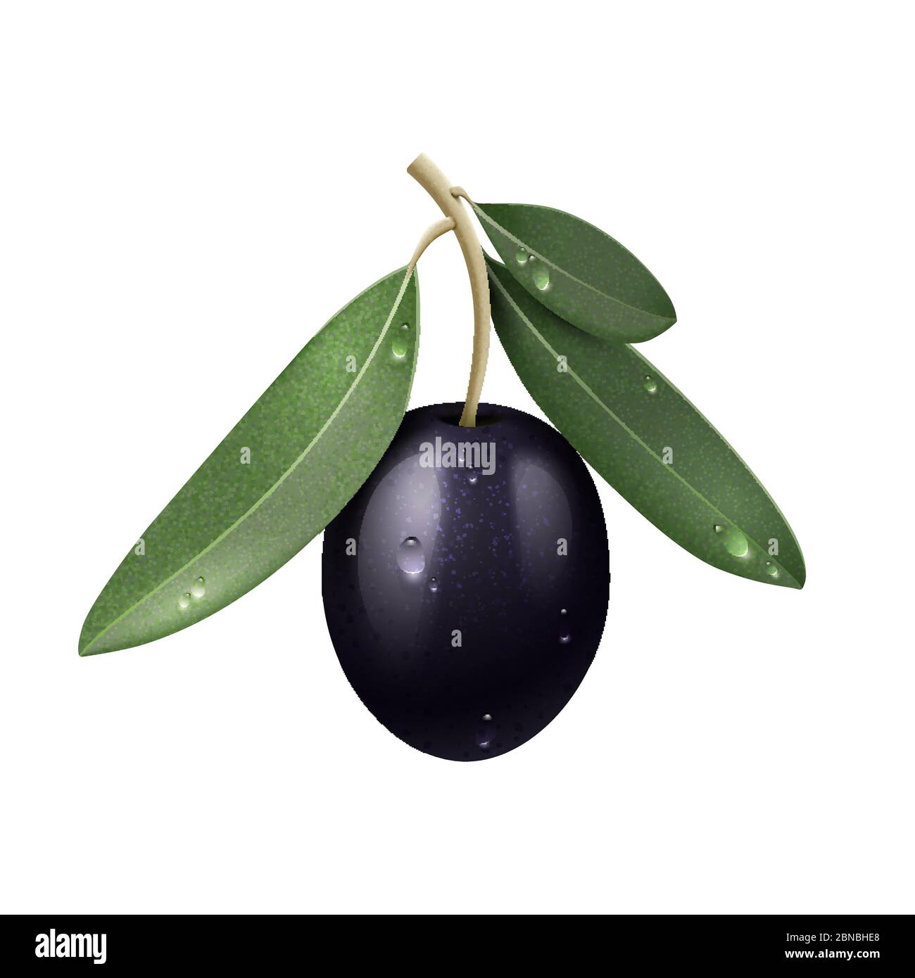 Branche d'olive noire réaliste Vector avec feuilles vertes et gouttes d'eau isolées Illustration de Vecteur