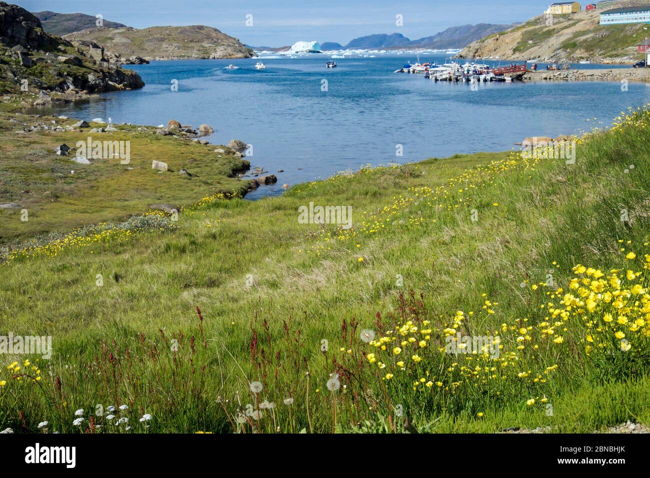Buttercups poussant sur la côte de gersy du fjord de l'été. Narsaq, Kujalleq, Groenland du Sud Banque D'Images
