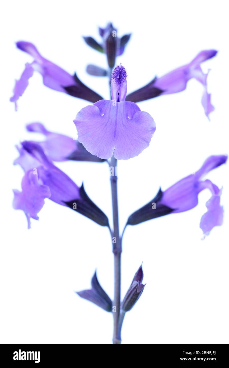 Salvia « septembre Banque D'Images