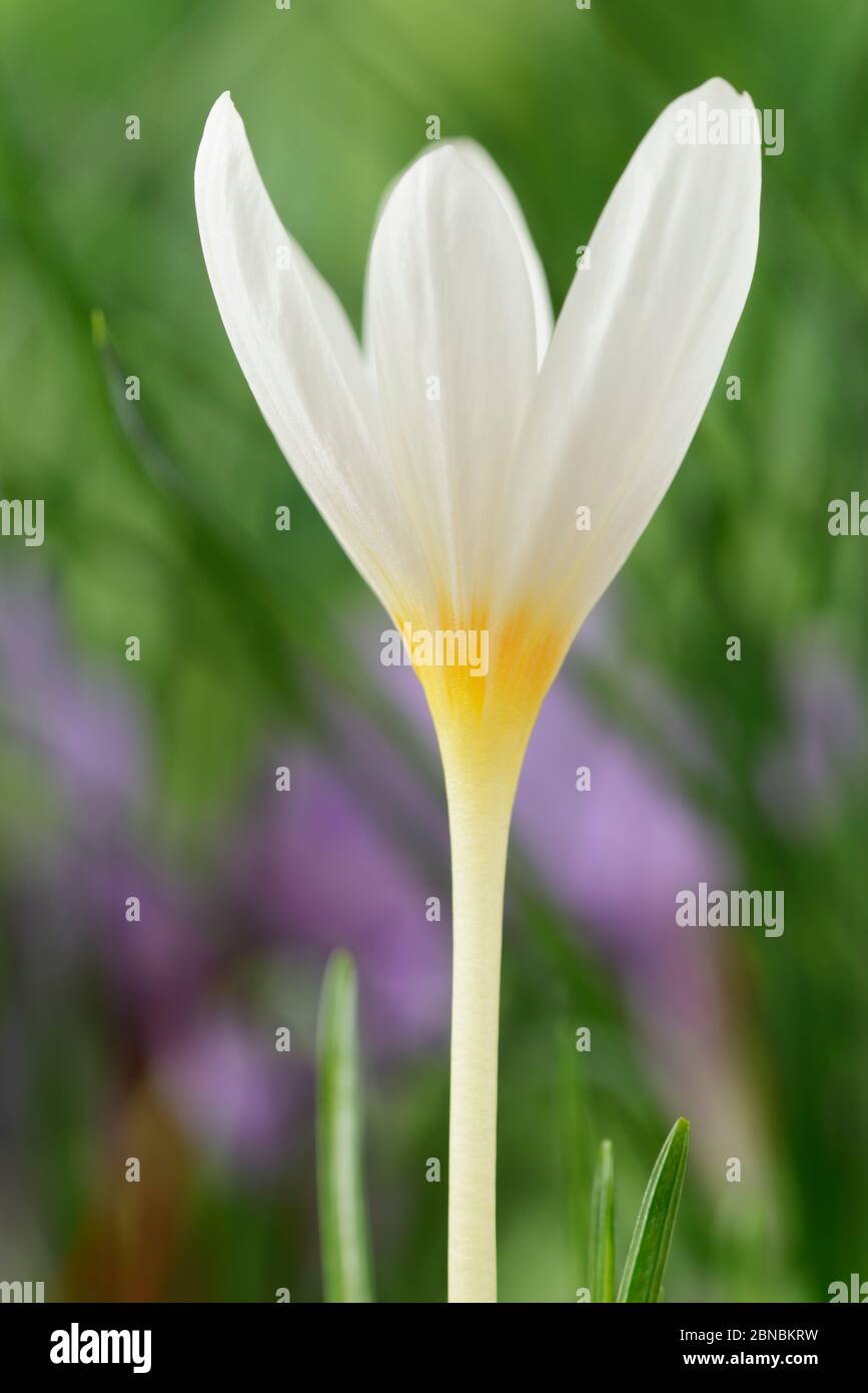 Crocus ochroleucus automne florale crocus octobre Banque D'Images