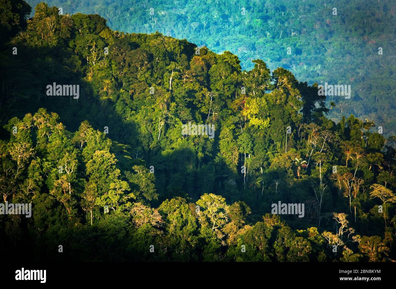 Lumière du soir sur la forêt tropicale luxuriante de Cerro Pirre dans le parc national de Darien, province de Darien, République de Panama, Amérique centrale. Banque D'Images