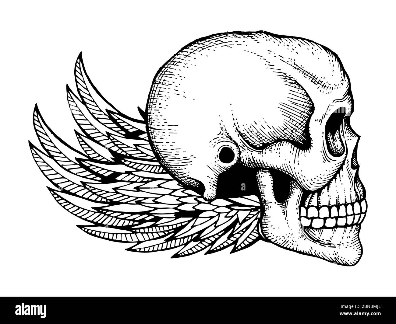 Encre noire et blanche esquissée crâne humain avec ailes isolées sur fond blanc. Illustration de l'horreur du crâne vectoriel et de l'aile Illustration de Vecteur