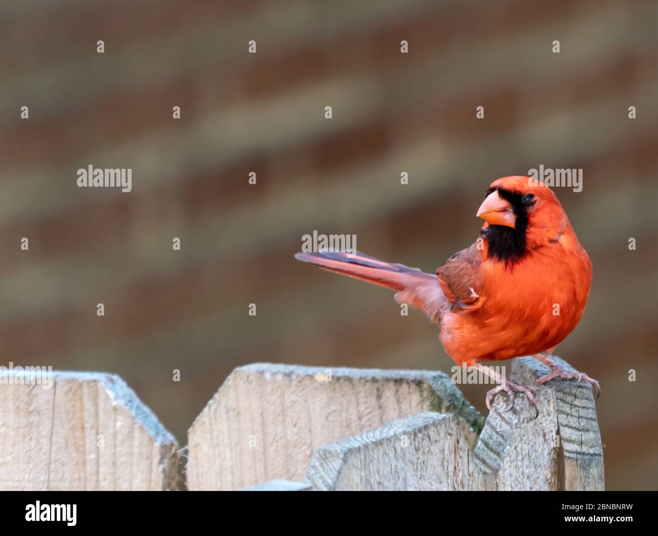 Gros plan d'un oiseau cardinal orange du nord Banque D'Images