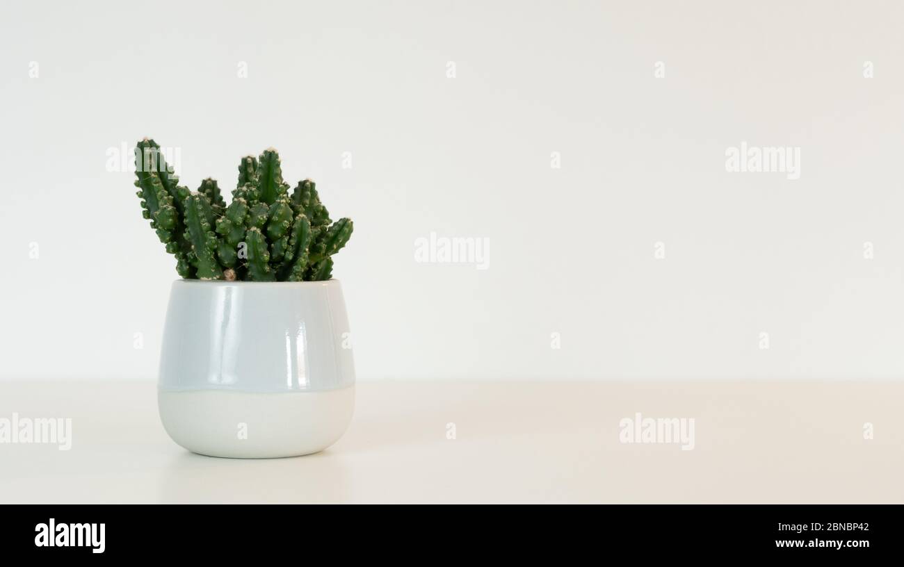 scène minimaliste d'un cactus dans son pot Banque D'Images
