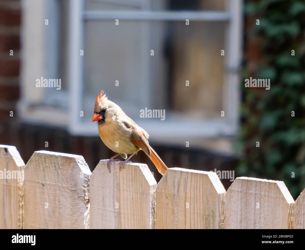 Gros plan d'un adorable cardinal du nord Banque D'Images