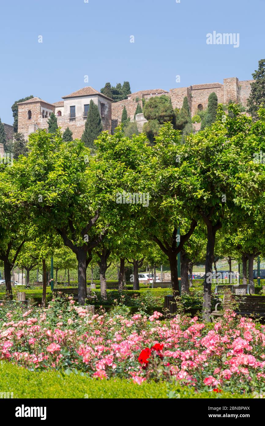 Vue sur les jardins de Pedro Luis Alonso et Alcazaba, Malaga, Costa Del sol, Andalousie, Espagne, Europe Banque D'Images