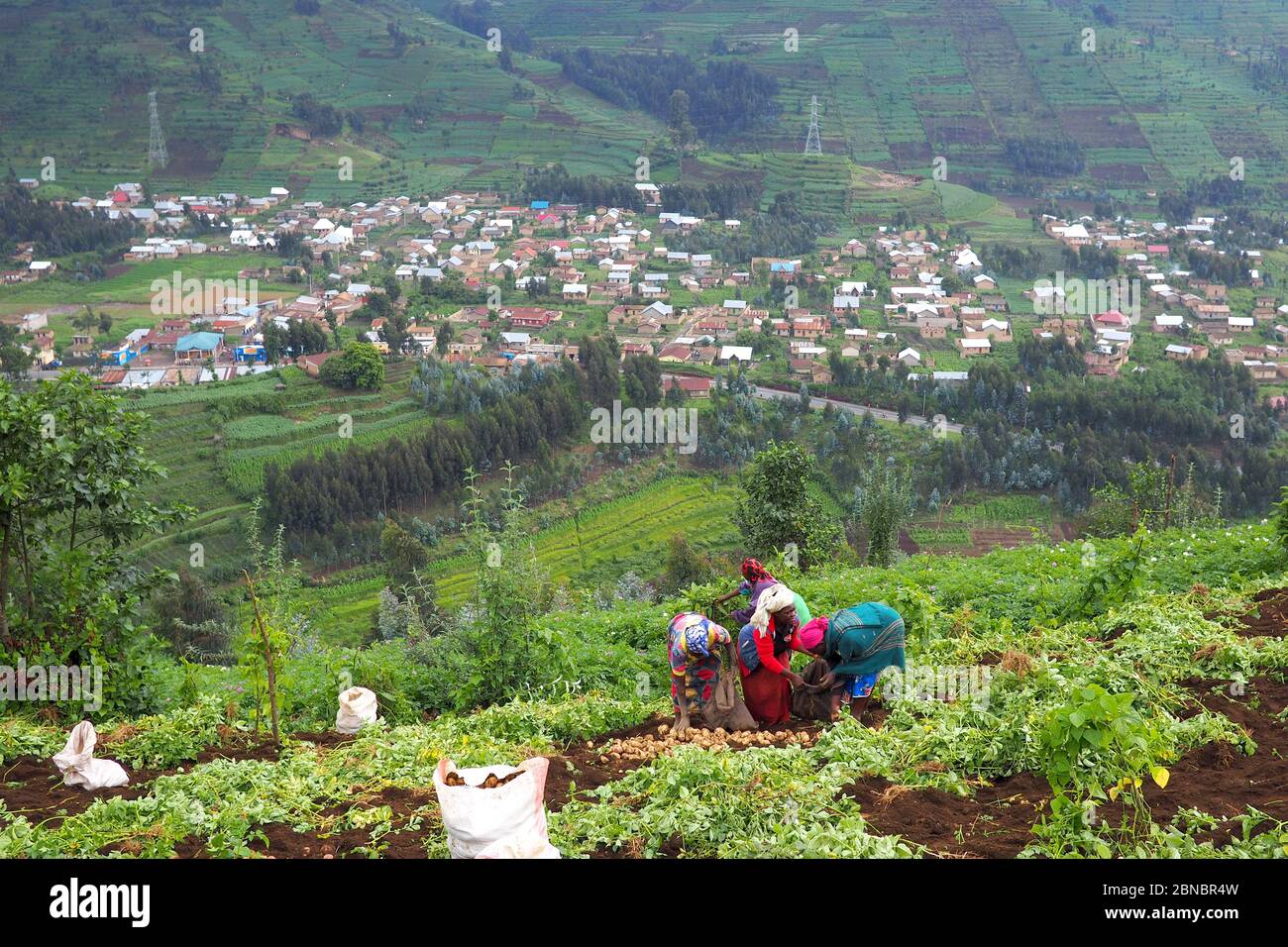 12 juillet 2019 - Kisungu, Rwanda: Agriculteurs de subsistance en Afrique centrale, Rwanda, récolte de pommes de terre Banque D'Images