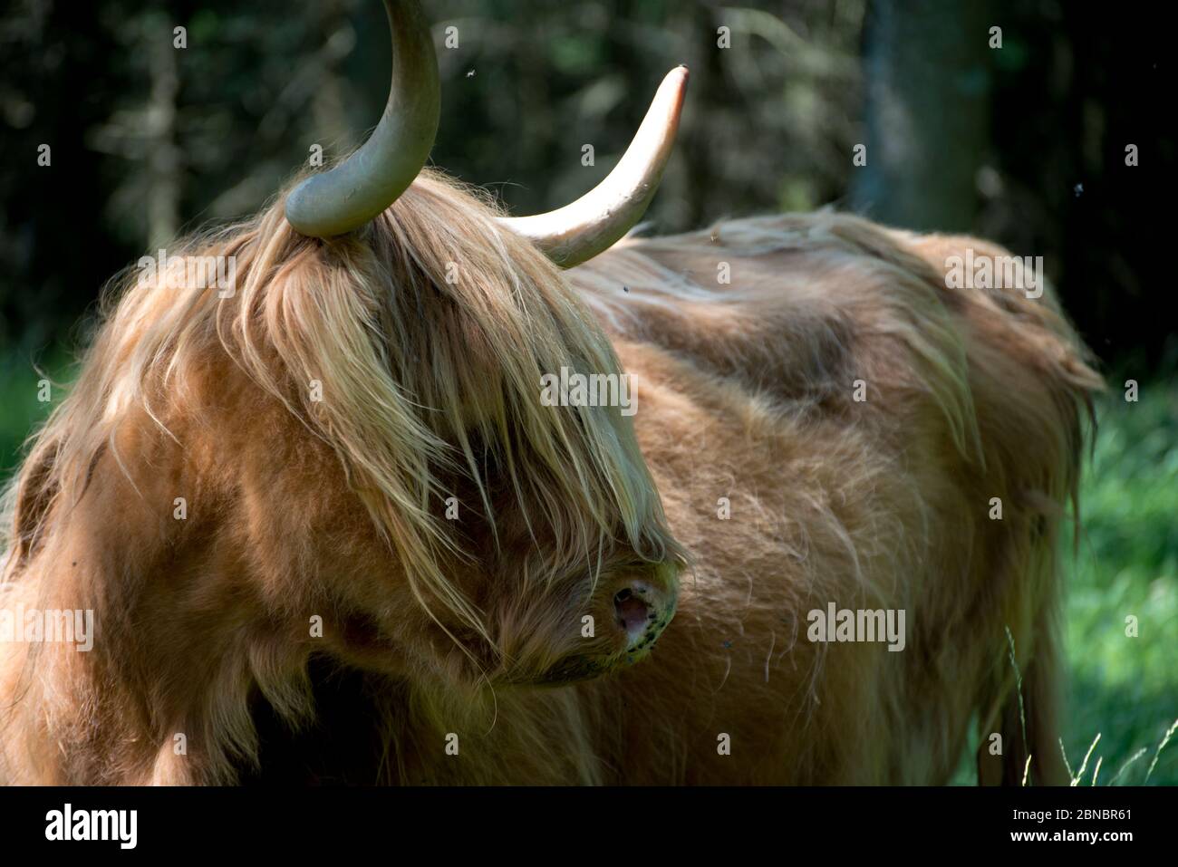 Brown Highland Cow, Bos Taurus, sur le domaine du château de Glengorm, près de Tobermory, île de Mull, Écosse, Royaume-Uni Banque D'Images