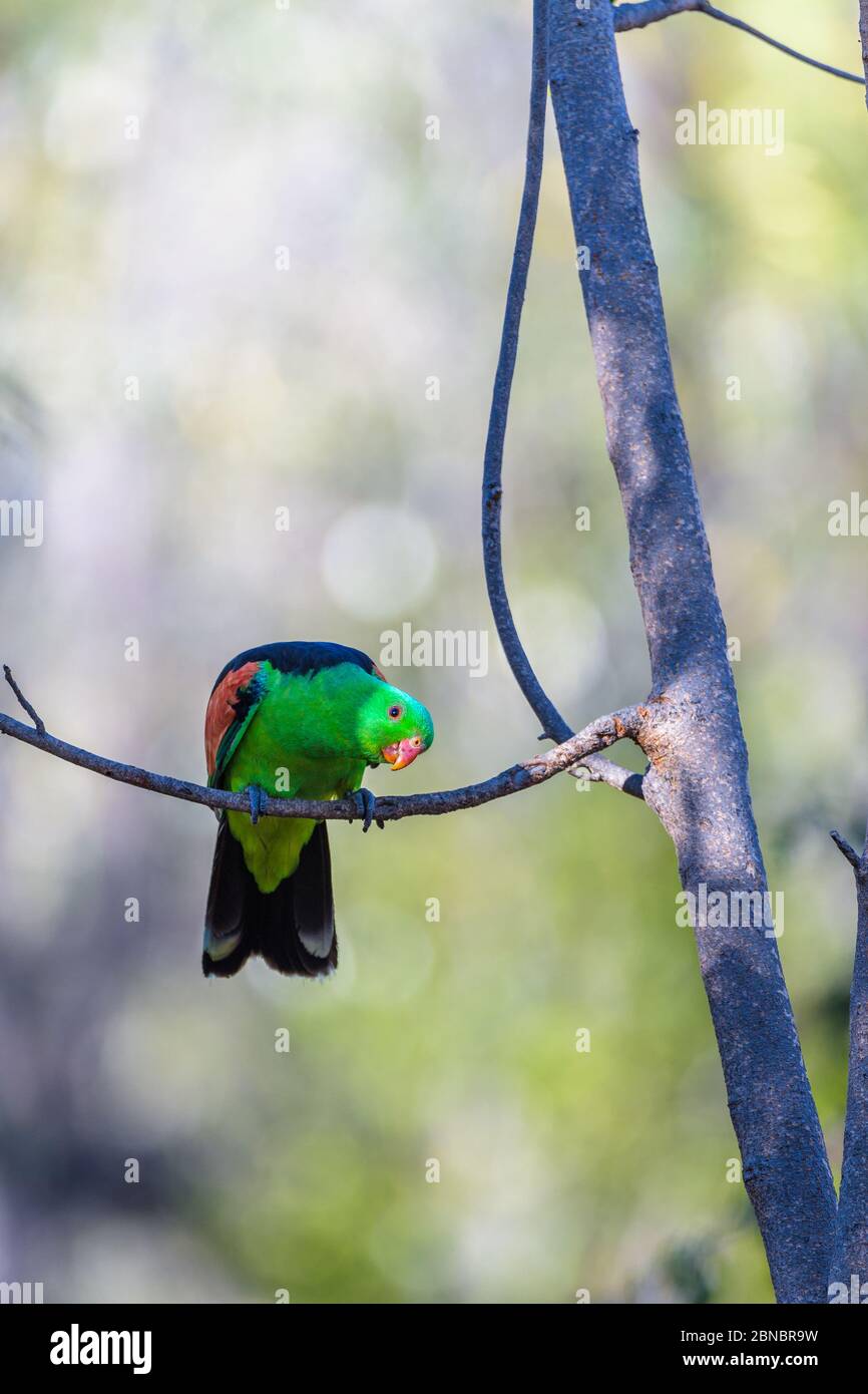 Perroquet australien à ailes rouges, perché sur un arbre de l'arrière-pays autour d'un petit trou d'eau, qui éveille la région avec verrue avant de étancher sa soif à Undarra. Banque D'Images