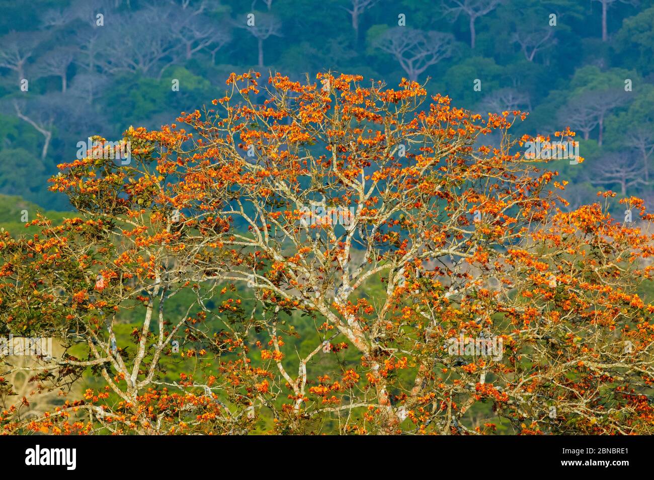 Belle forêt tropicale dans la lumière du soir dans le parc national de Soberania, République du Panama. Banque D'Images