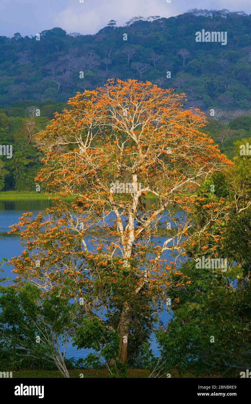 Belle forêt tropicale dans la lumière du soir dans le parc national de Soberania, République du Panama. Banque D'Images