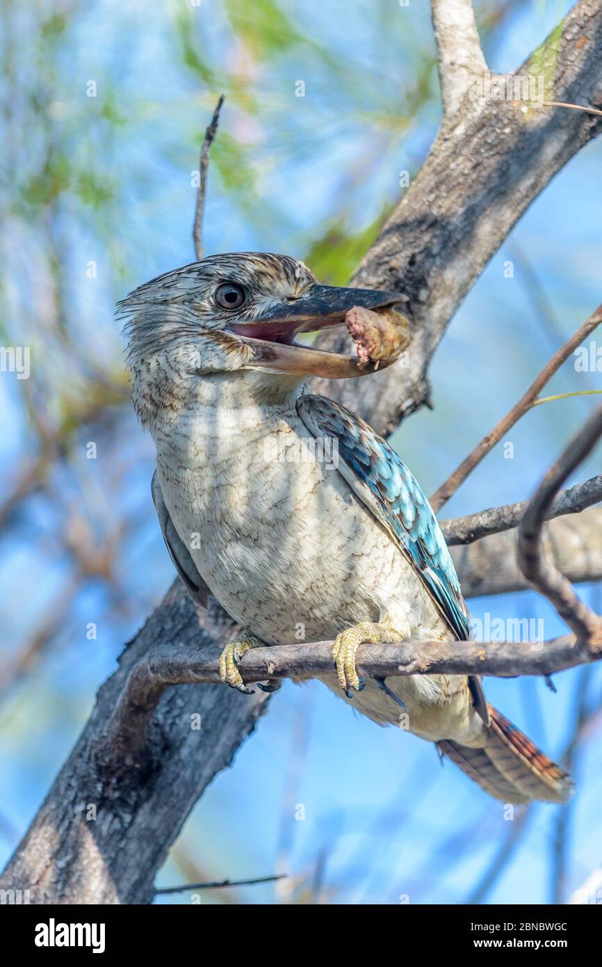 Kookaburra à ailes bleues, le plus grand kingfisher, perché dans un arbre de Townsville, Queensland, au soleil de l'après-midi avec un délicieux morsel dans son bec. Banque D'Images