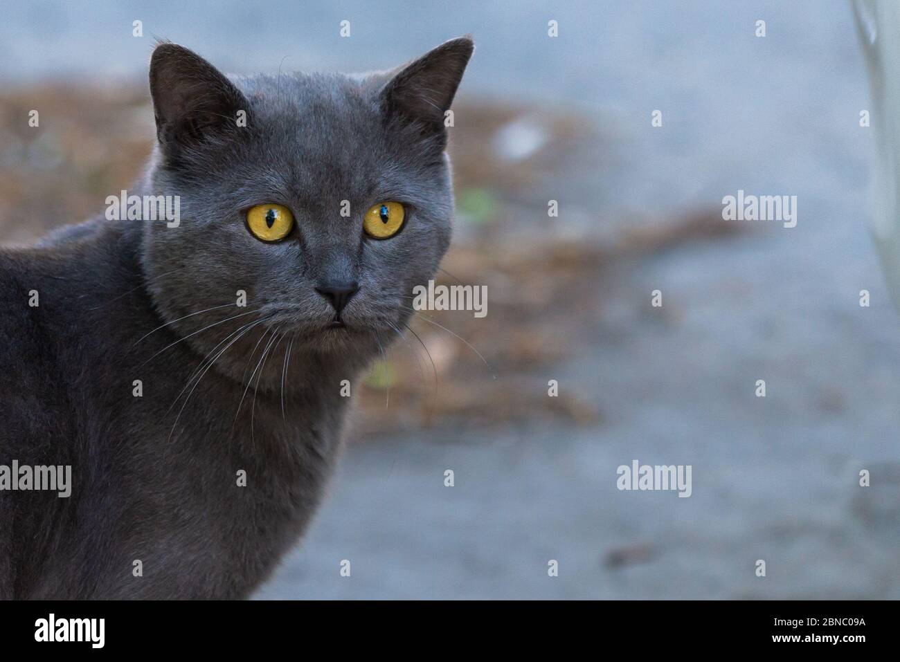 Chat Britannique A Air Court Chat Domestique Chat Castre En Exterieur Photo Stock Alamy
