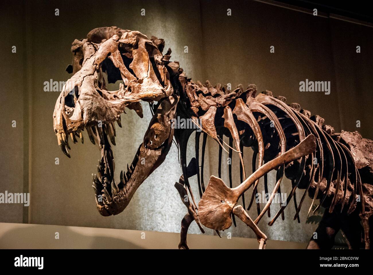 Tyrannosaurus Rex squelette fossile au Musée d'Histoire naturelle de Milan, Italie. T-rex est l'un des plus grands dinosaures carnivores de la terre Banque D'Images