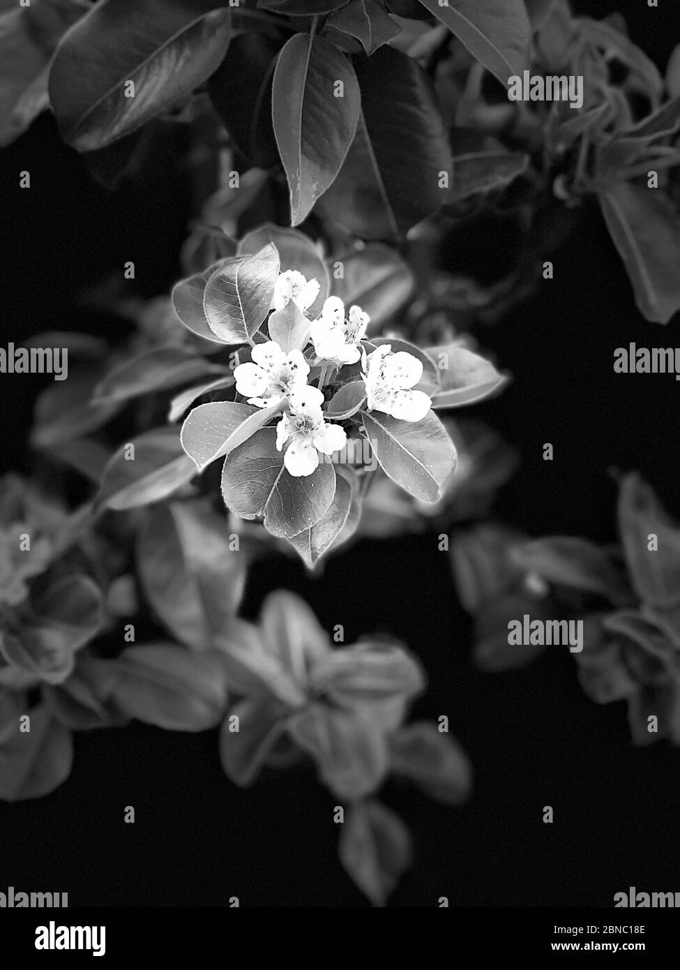 Échelle de gris verticale d'un pommier fleuri sous les lumières avec un arrière-plan flou Banque D'Images