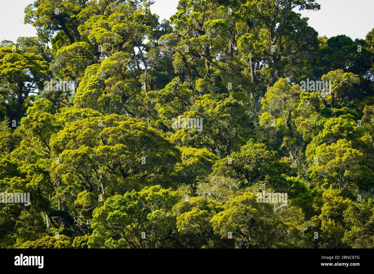 Couvert de Cloudforest dans le parc national de la Amistad, province de Chiriqui, République du Panama. Banque D'Images