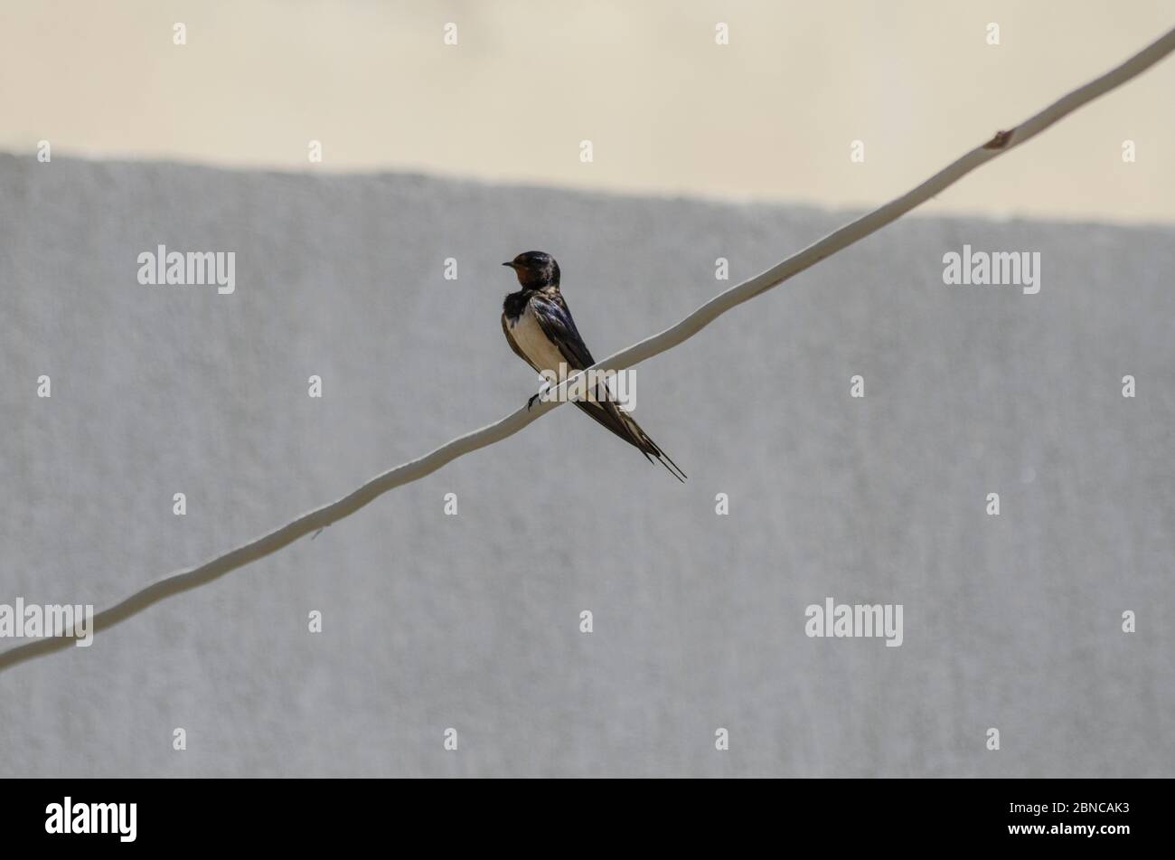 Hirondelle de la grange ( Hirundo rustica ) Banque D'Images