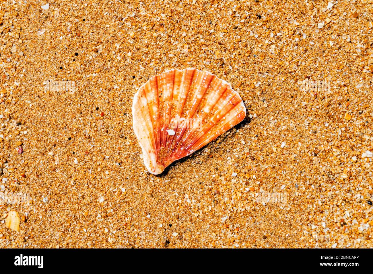 Coquilles de pétoncles sur le sable au bord de la mer à Algarve, Portugal Banque D'Images