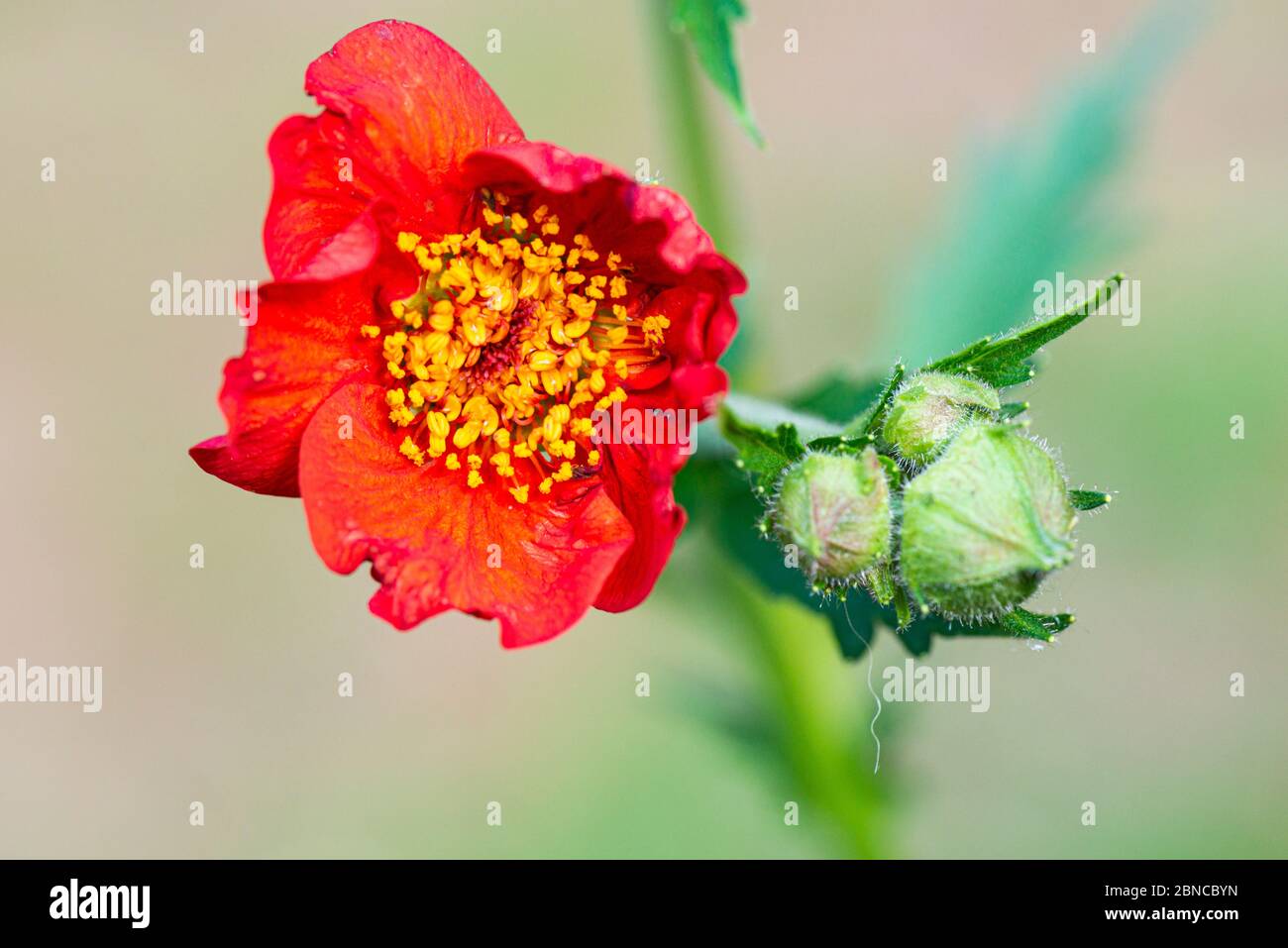 La fleur d'un avens 'Mrs J. Bradshaw' (Geum 'Mrs J. Bradshaw') Banque D'Images