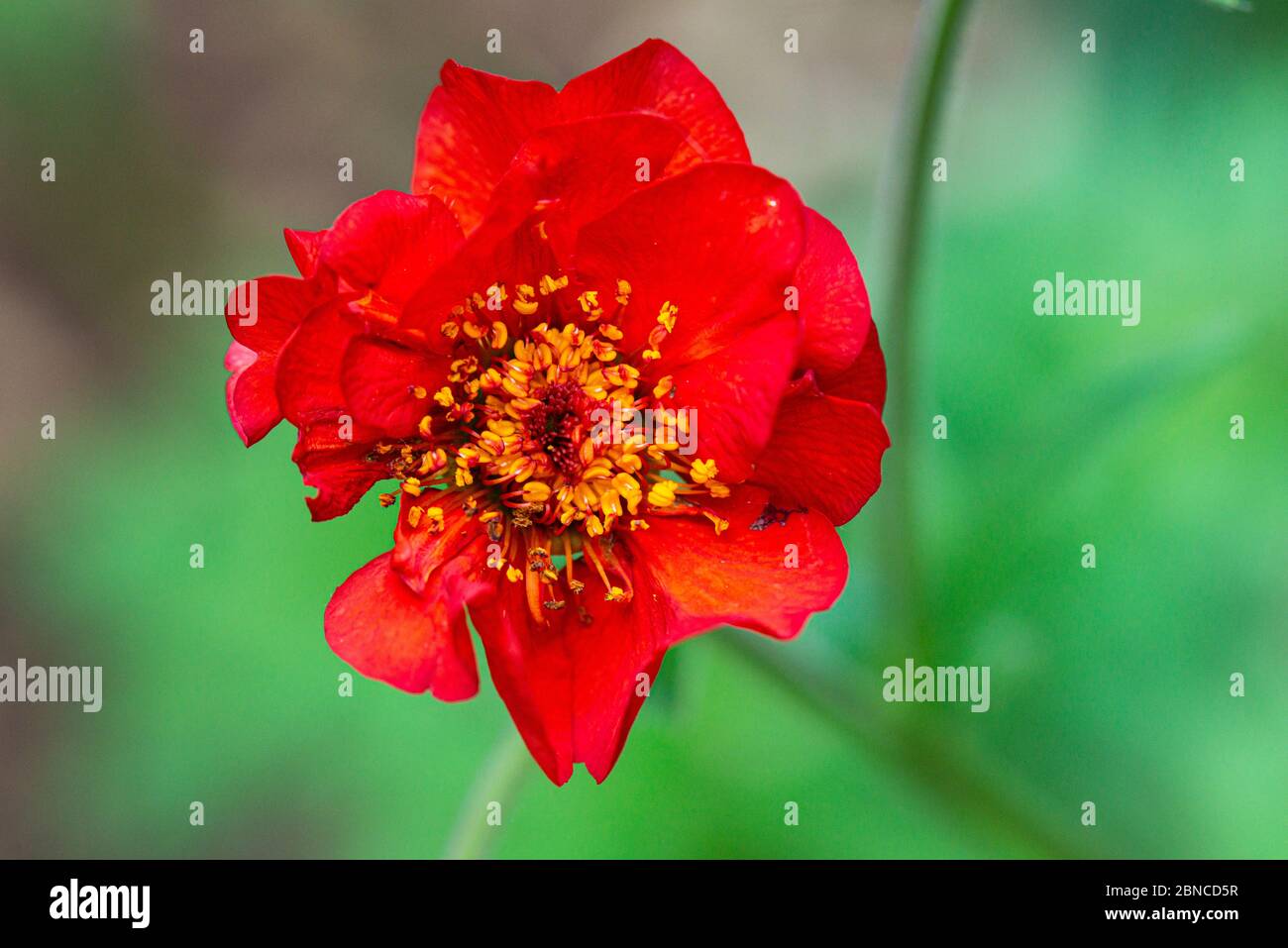 La fleur d'un avens 'Mrs J. Bradshaw' (Geum 'Mrs J. Bradshaw') Banque D'Images