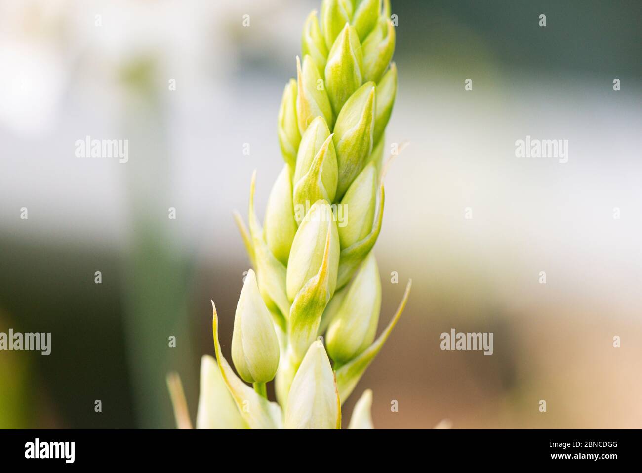 Les bourgeons d'une fleur d'émerveillement (Ornithogalum thyrsoides) Banque D'Images